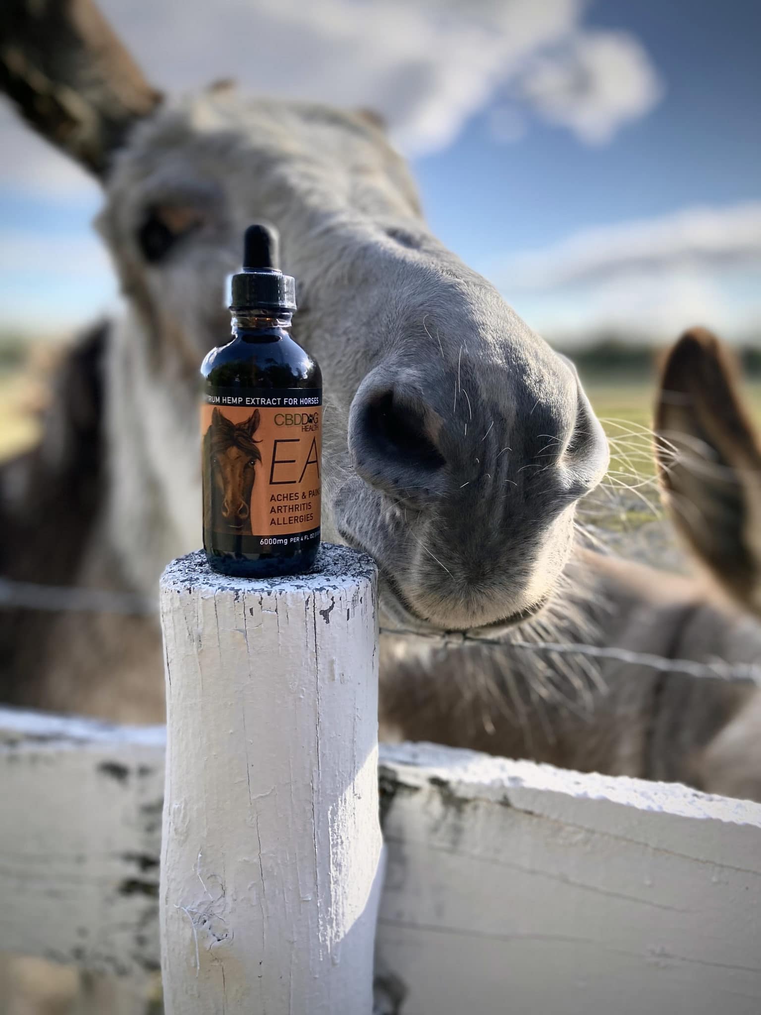 EASE Horse - Image 6