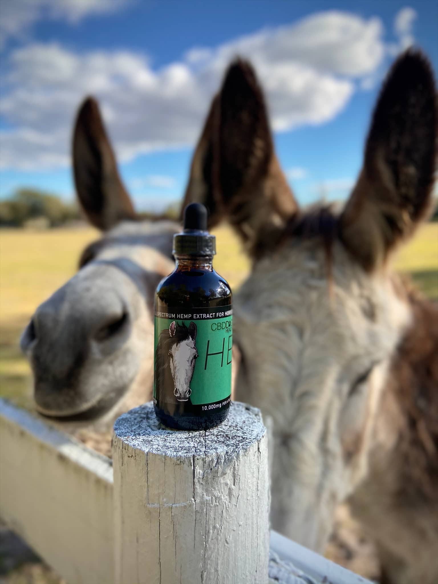 HEAL Horse - Image 7