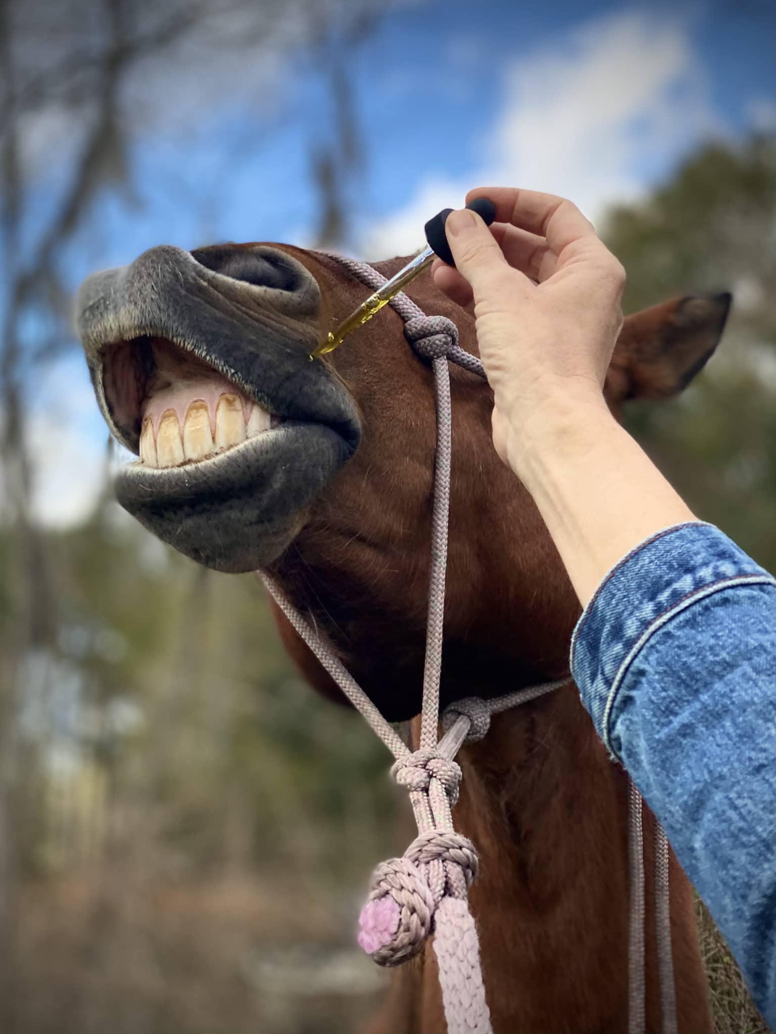 HEAL Horse - Image 9