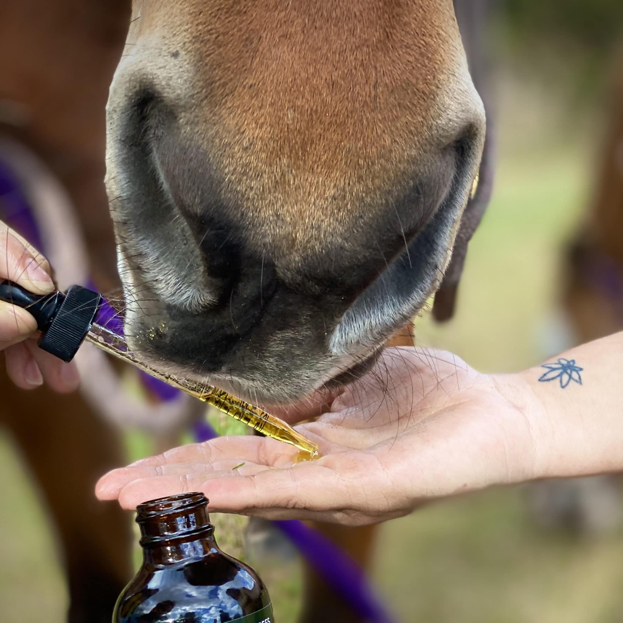 EASE Horse - Image 7