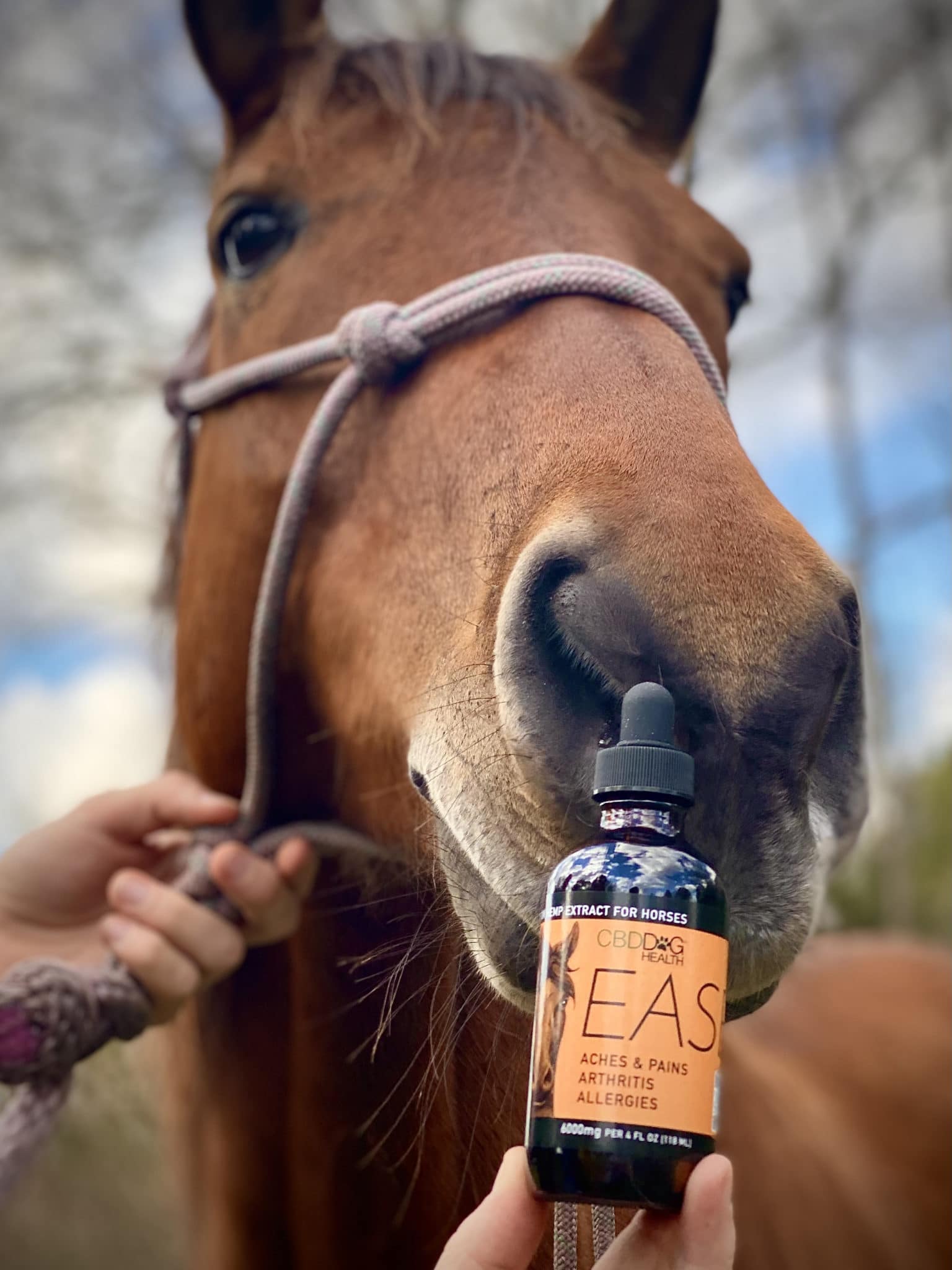 EASE Horse - Image 5